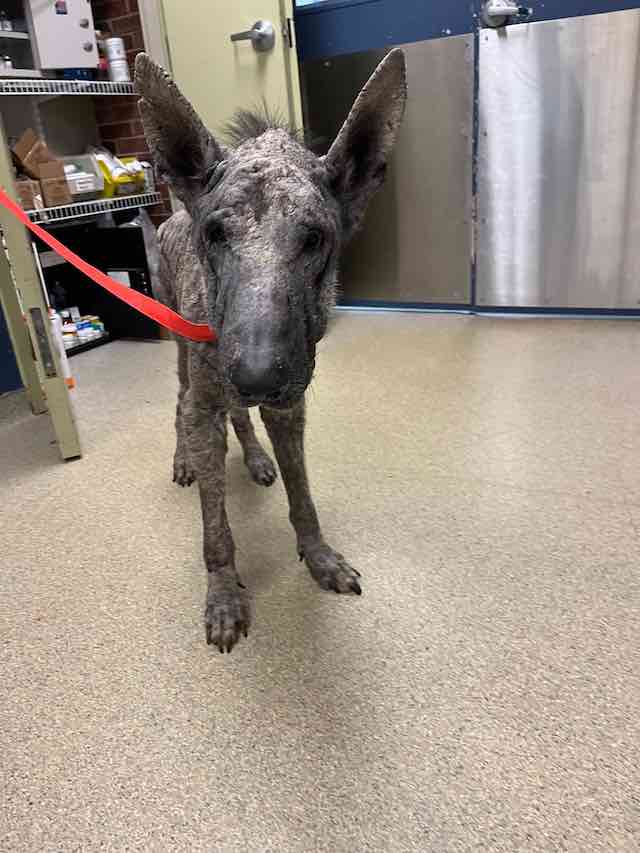 dog with mange rescued by Stray Rescue of St. Louis
