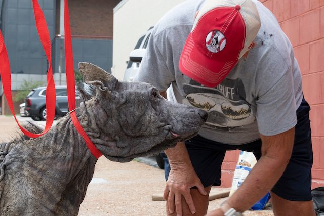 dog with mange rescued by Stray Rescue of St. Louis