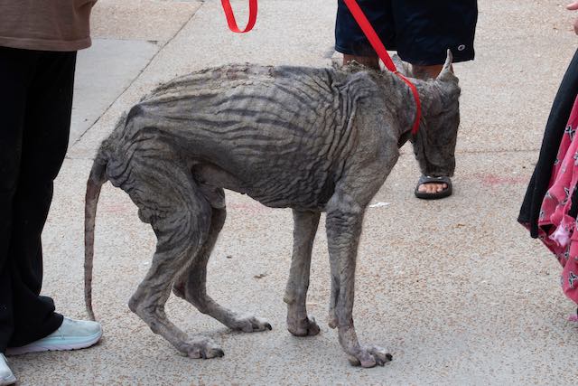dog with mange rescued by Stray Rescue of St. Louis