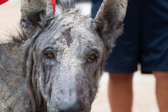 dog with mange rescued by Stray Rescue of St. Louis