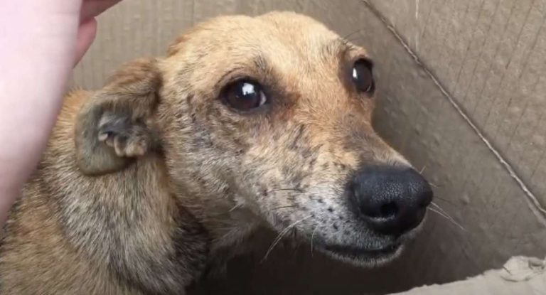 Neglected Mom and Puppies Dumped in a Cardboard Box Have Their Dreams Come True