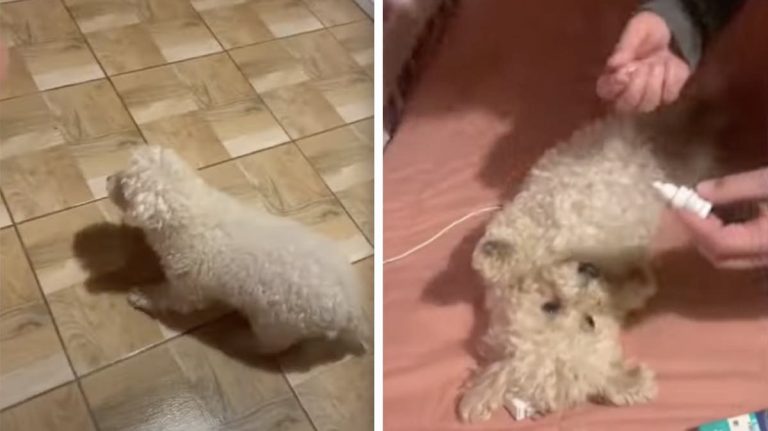 Dog Does The Sweetest Thing When She Gets Her Eye Drops