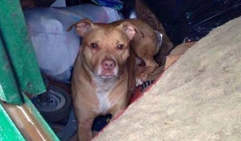 Dog Abandoned by Family and Thrown into Dumpster with Dog Bed