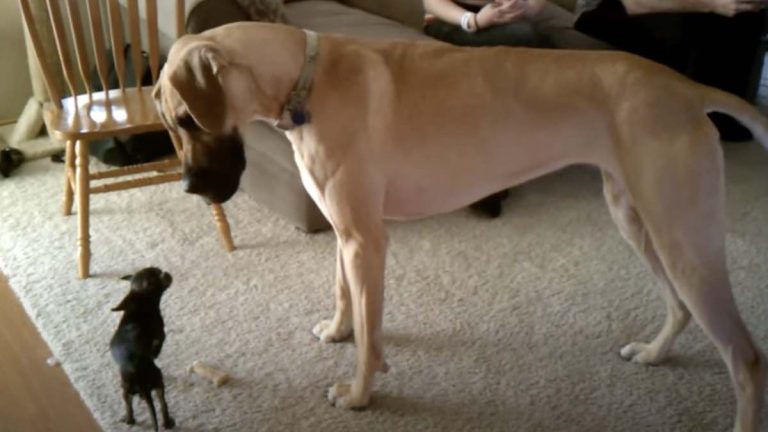 Chihuahua Adorably Steals Treat from Great Dane