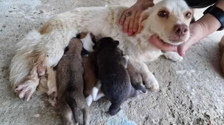 Wounded Mama Dog Tries Her Best To Care For Newborn Puppies