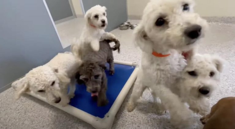Puppy Mill Rescue Dogs Clammer Over Themselves To Get Attention