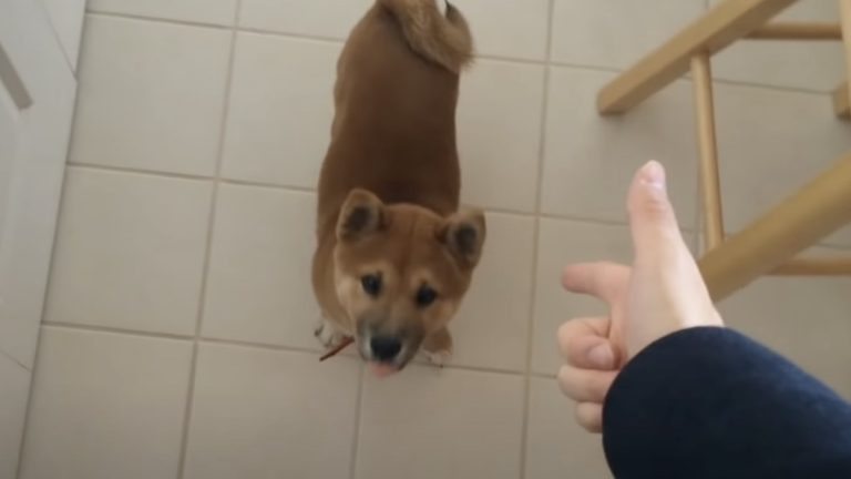 Cute Shiba Inu Puppy Shows Off His Spread ‘Em Trick