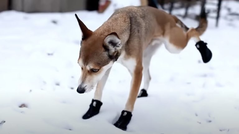 Dogs Have Hilarious Reactions to Trying on Their New Boots