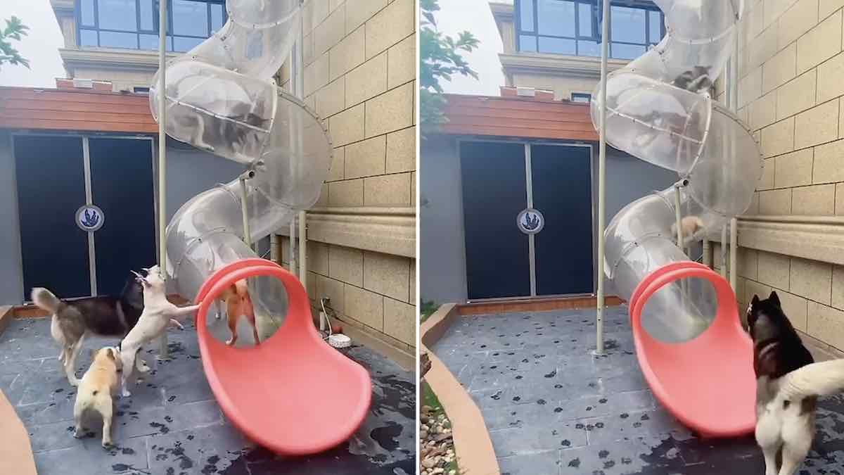 Dogs Use Elevator And Take Turns Going Down Spiral Slide