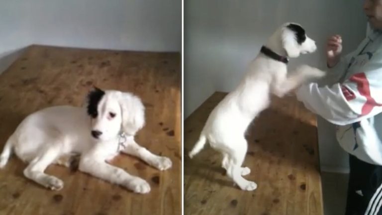 Deaf Couple Rescue Abandoned Deaf Puppy