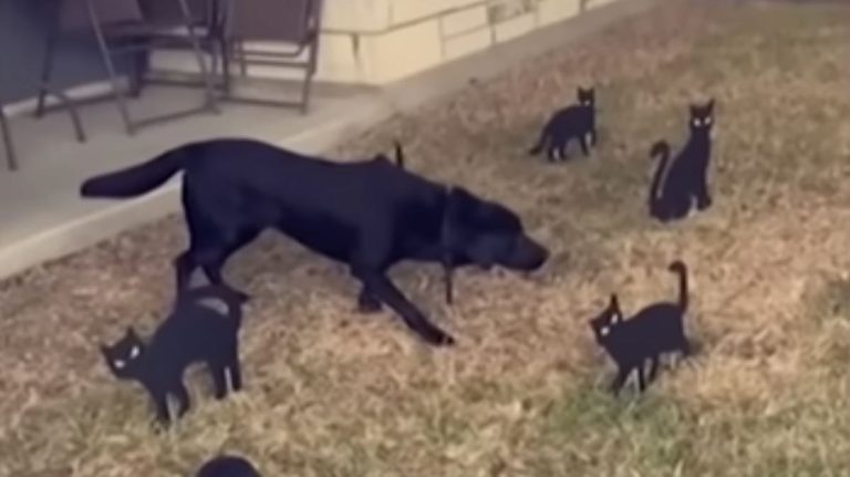 Labrador Retriever Hilariously Freezes When He Sees Halloween Cats