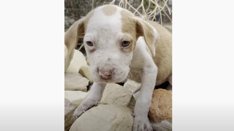 Sickly Puppy Who was Runt of Litter Turns into the Perfect Dog