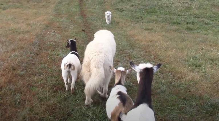 Puppy Goes On Her First Quack Walk With Her New Farm Animal Family
