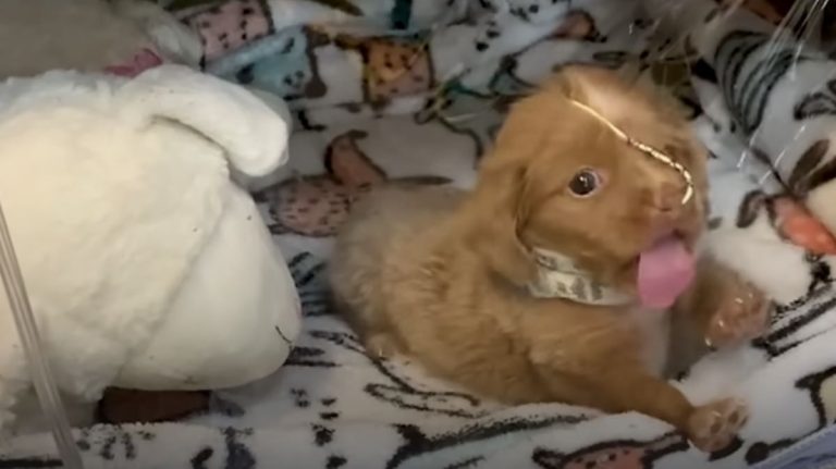 Puppy Lives In Oxygen Bubble Until She’s Ready To Venture Out On Her Own