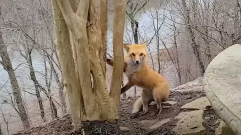 Man Helps Free A Fox With Paw Caught In Tree
