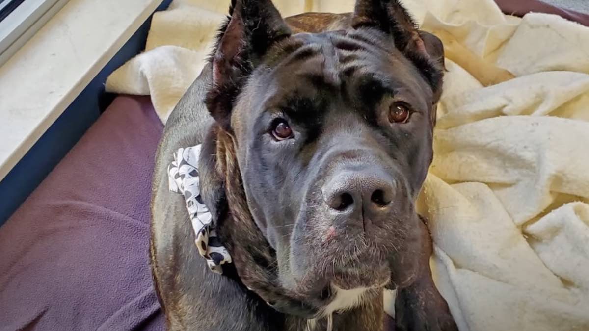 Dog Deemed Dangerous and Unadoptable Turns Out To Have Loving Heart