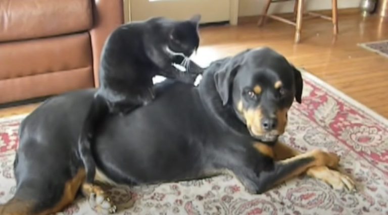 Gentle Rottweiler Enjoys Getting Back Rub From Cat