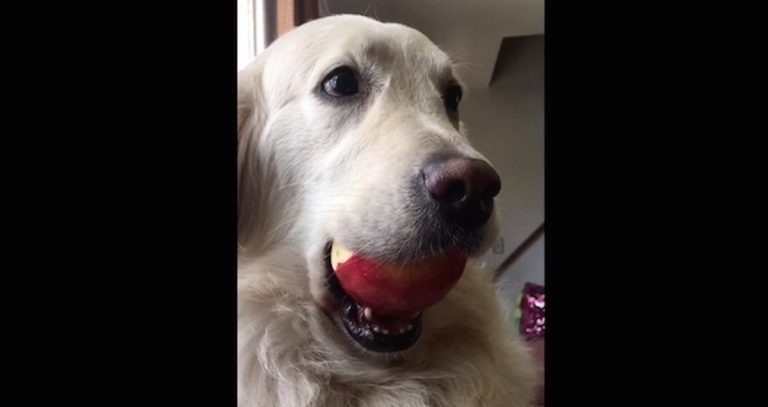 Golden Retriever Caught Red-handed Stealing Apple