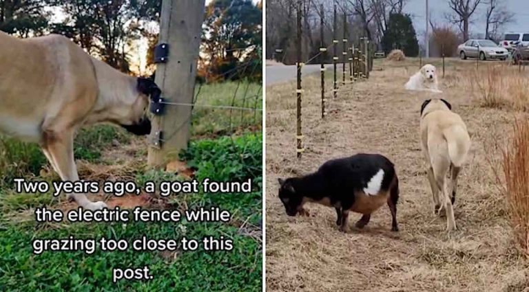 Dog Holds Grudge Against Electric Fence That Hurt His Goat