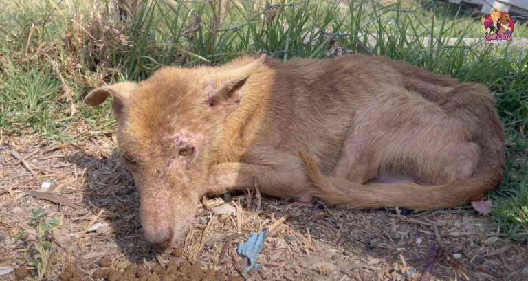 Dog Given Away Ends Up In Terrible Shape But Rescuers Hope To Give Him A Chance