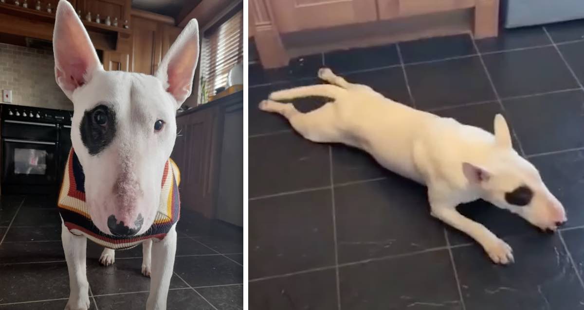 Bull Terrier Thrown in The Pound After Going Blind Finds Joy with New ...