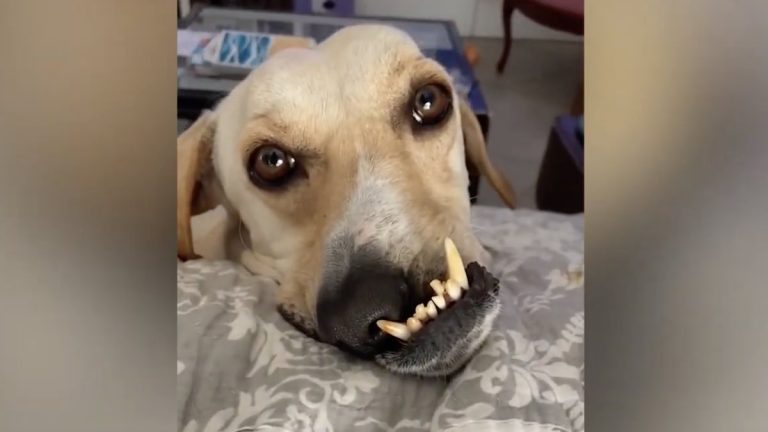 Stray Dog With Facial Deformity Rescued from Construction Site