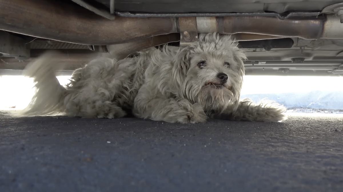 Heroic Dog Dies Protecting His Owner And Dog Friends From A Bear