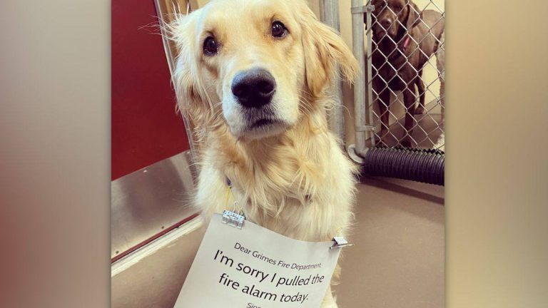 Dog Adorably Apologizes For Pulling Fire Alarm At Doggie Daycare