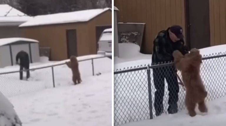 Man Shovels Path Through Snow to Say Hi to Neighbor’s Dog