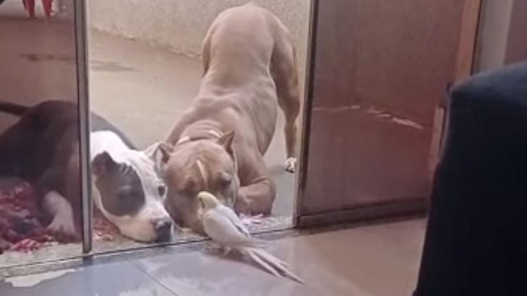 Pit Bulls Listen Intently as Their Cockatiel Friend Sings to Them