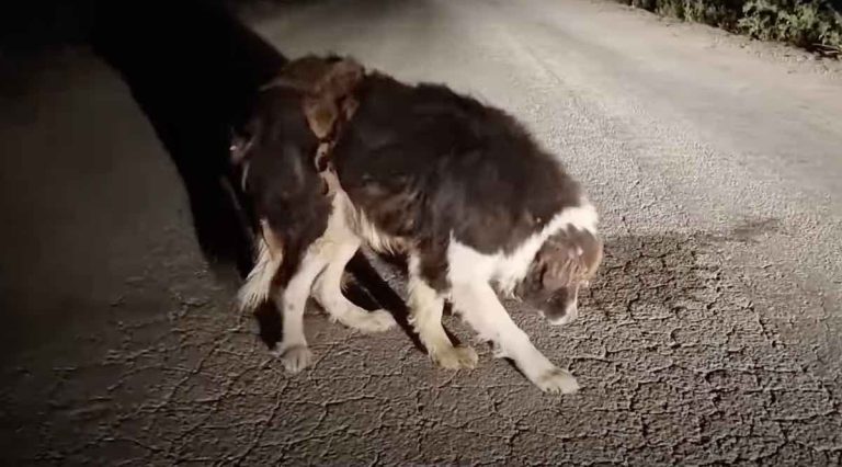 Abandoned Elderly Dog Suffering in the Middle of a Road Rescued Just in Time