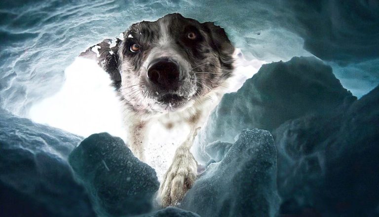 Winners of Dog Photography Awards Capture Thrilling and Loving Moments With Our Fur Friends