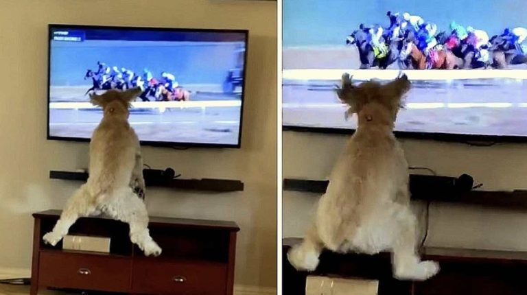 Wheaten Terrier Can’t Hold Back Her Joy When She Sees Horse Racing