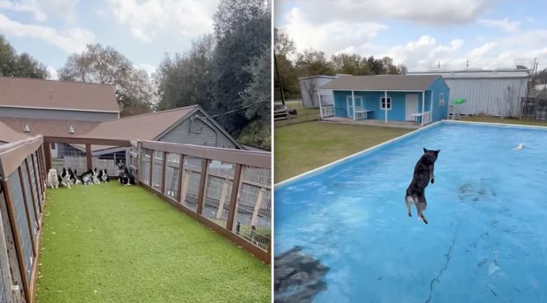 Dogs Training For Dock Diving Together Impress With Their Listening Skills