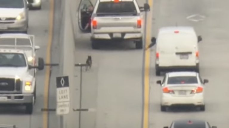 Woman Comes To Halt In Middle of Busy Freeway To Save Runaway Dog