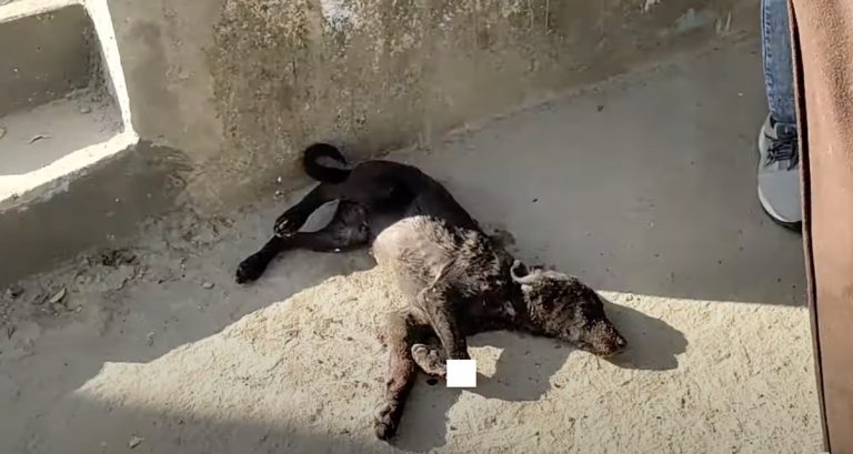 Street Puppy Innocently Playing When Vehicle Ran Over His Legs On the Mend