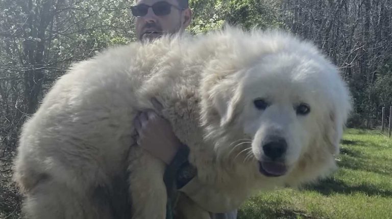 Woman Rescues Skittish Stray Dog Who Now Melts In Her Husband’s Arms