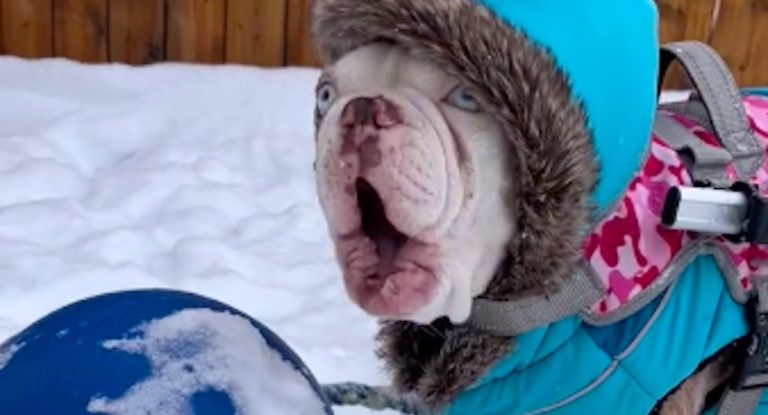 Deaf Dog has an Adorable Silent Bark but Does Not Realize it