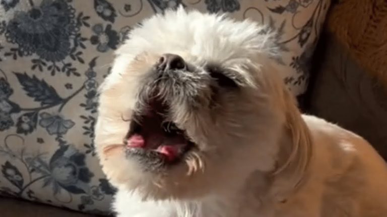 Rescue Dog Freaks Out Whenever Peanut Butter Is Mentioned