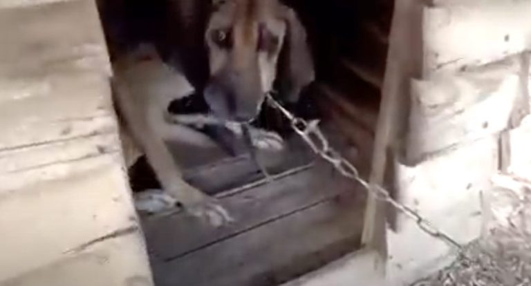 Dog Who Spent 19 Years On Chain Experiences Freedom For First Time