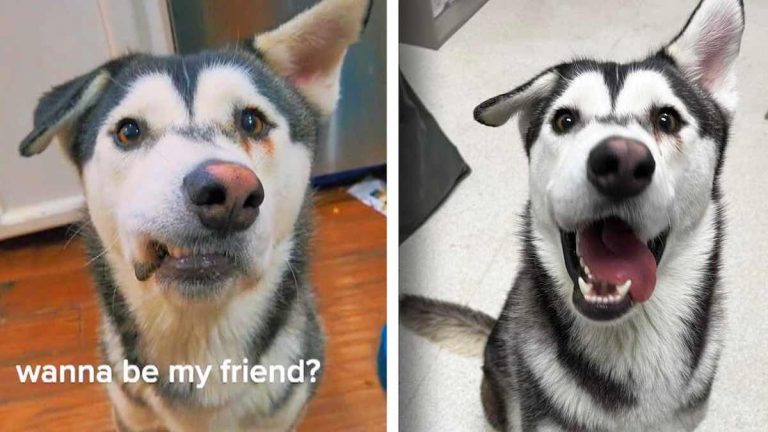 Woman Drives 2,600 Miles to Rescue a Husky with Crooked Smile People Called ‘Too Ugly’