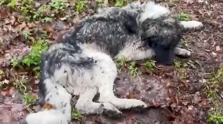 Dog Dumped in the Woods Had Given Up All Hope
