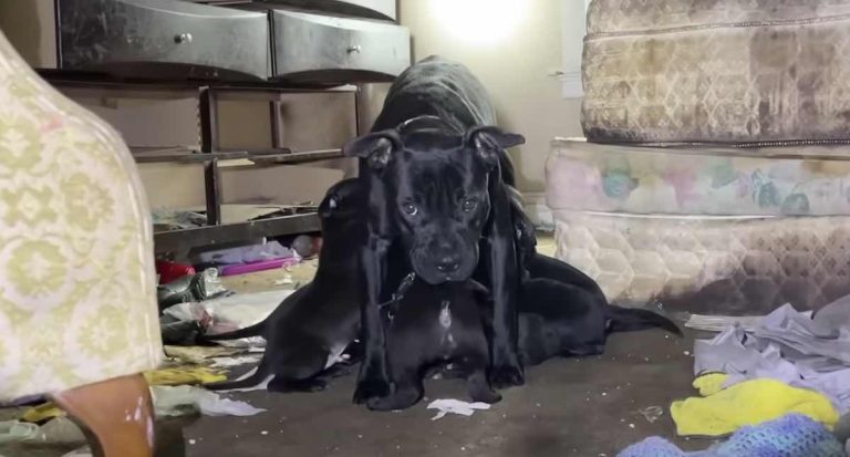 Stray Mama Dog Hid Her Puppies So Well It Took Weeks To Find Them