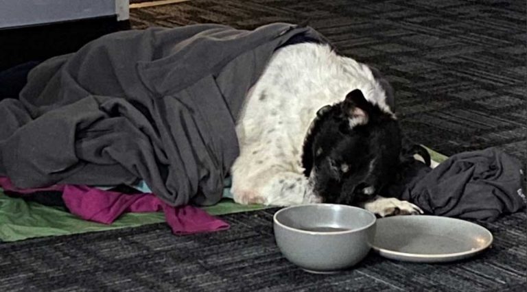 Deputy Rescues Senior Dog Found ‘Almost Frozen to Death’ in Ditch