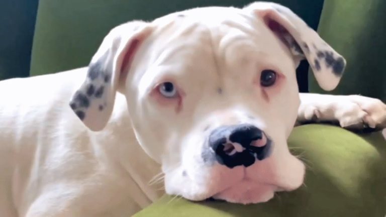 Deaf Puppy Abandoned On Highway Now Gets Upset if People Don’t Want to Cuddle Him
