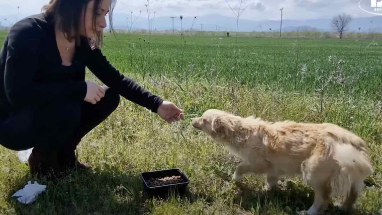 Abandoned Sick Dog Found Completely By Chance and Saved