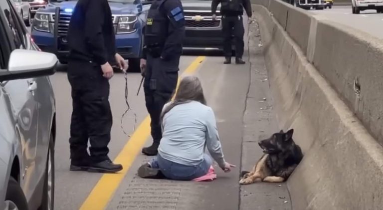 Good Samaritan Saves German Shepherd Running On Freeway