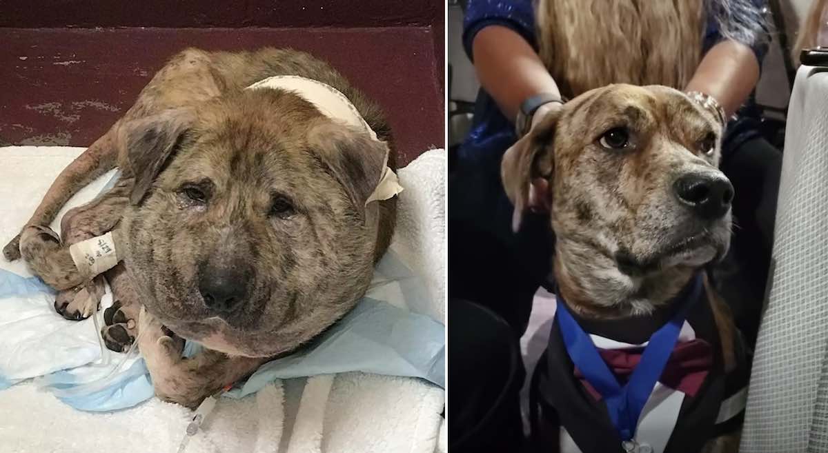 Swollen-Headed Dog Who had No Hope as a Puppy is a Hero Now