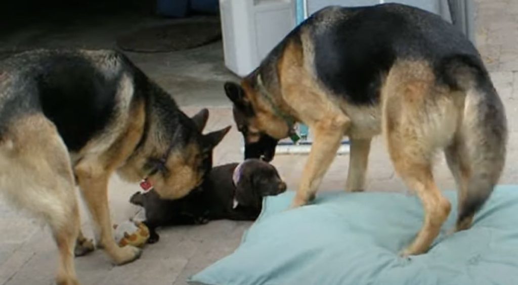labrador puppy with german shepherds