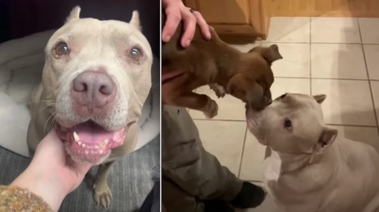 Runaway Dog Used for Backyard Breeding Now Mama to Foster Pups